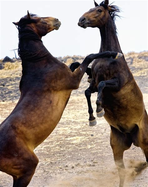 Horse play - 5 Interesting Horse Hierarchy Facts. Horse hierarchy can change, especially as horses age. Horses immediately try to figure out where a new member fits into the herd hierarchy. This usually happens through displays of dominance and/or play fighting. Researchers have recently suggested that all mares, rather than a lead mare, may share decision ...